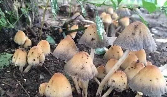 娱乐吃瓜菌生活中